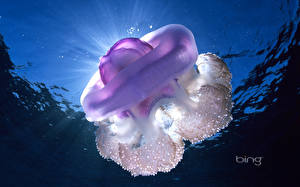Картинки Подводный мир Медузы
