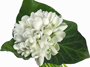 Обои Подснежники