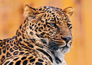 Фотография Большие кошки Леопард