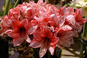 Картинка Амариллис цветок