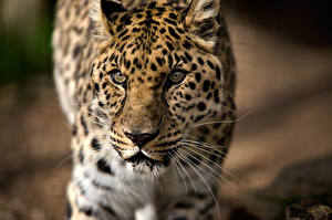 Фотография Большие кошки Леопарды