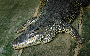 Картинки Крокодилы животное