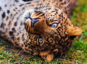 Картинки Большие кошки Леопарды