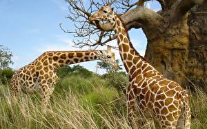 Картинка Жираф на природе животное