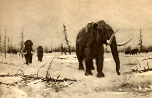 Обои Древние животные Мамонты Mammoth of the berezovka