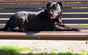 Фотографии Собаки Кане корсо лежит на скамейке животное