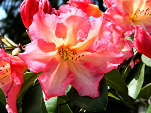 Картинки Рододендрон цветок