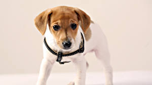 Картинки Собака Джек-рассел-терьер Щенки милый щенок животное
