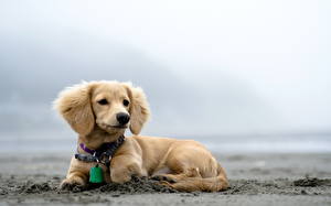 Картинки Собака Такса пес на мокром песке