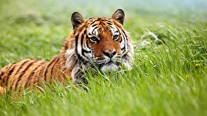 Обои Большие кошки Тигры в траве