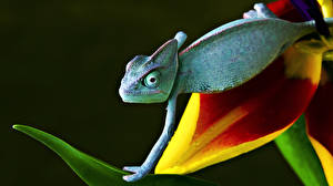Фотография Рептилии на цветке животное