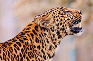 Фото Большие кошки Леопард рычит
