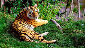Обои Большие кошки Тигр смотрит на траве животное