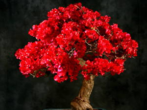 Обои Бугенвиллея красная цветок