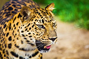 Фотографии Большие кошки Леопарды животное