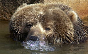 Картинки Медведь Бурые Медведи булькает вода