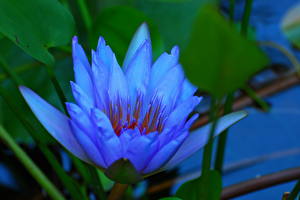Обои Водяные лилии синяя Цветы