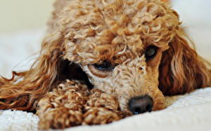 Фотография Собака Пудели коричневый пудель