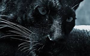 Картинки Большие кошки Пантера Усы Вибриссы животное