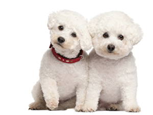 Обои для рабочего стола Собаки Болоньез Смотрят белые пушистые животное