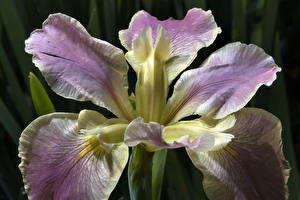 Обои Ирисы Цветы