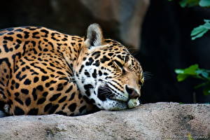 Фотографии Большие кошки Ягуары Животные