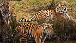 Фото Большие кошки Тигры стая