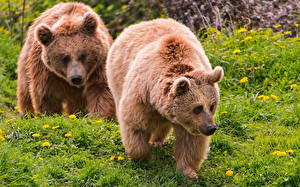 Фотографии Медведь Гризли трава Животные