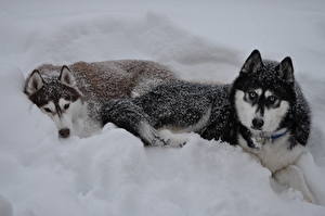 Фотографии Собаки Хаски Снегу в снегу