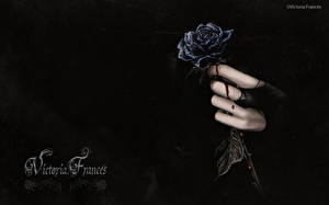 Картинки Victoria Frances черная роза Фэнтези