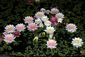 Фото Кувшинки цветок