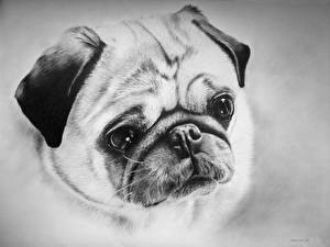 Фотография Собаки Мопс