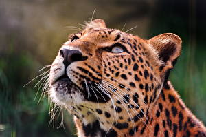 Фото Большие кошки Леопард