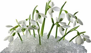Фотография Подснежники в снегу цветок