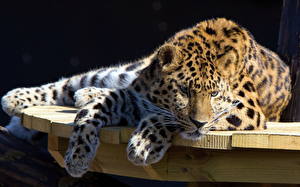 Фото Большие кошки Леопарды Животные