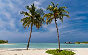 Картинки Тропический Мальдивы Пальм Пляжа Природа