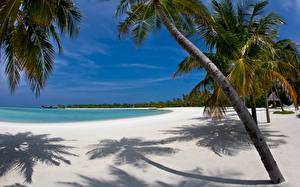 Обои для рабочего стола Тропики Мальдивы Пальмы Пляжа Природа