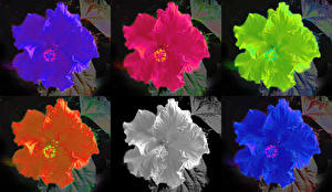 Обои Гибискусы Beutiful Hibiscus flower in six colour