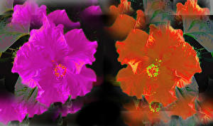 Фотографии Гибискусы Tapestry of two Hibiscus flowers Цветы