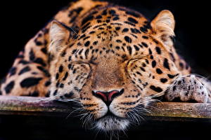 Фотография Большие кошки Леопарды животное