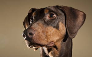 Картинки Собака Пинчер животное