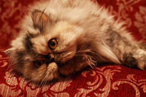 Картинка Кошки Персидский кот Животные