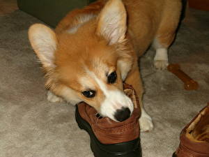 Фото Собака Вельш-корги грызет ботинки