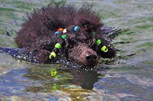 Фотографии Собака Пуделя черный пудель плывет