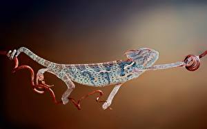 Картинка Рептилии chameleon