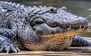 Фотографии Крокодилы животное