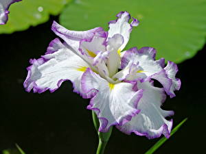 Фото Ирис цветок