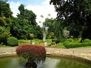 Картинка Сады Шри-Ланка Kandy botanical garden Природа
