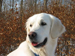 Фотографии Собаки Золотистый ретривер Ретривер Животные