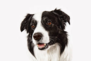Картинки Собаки Бордер-колли